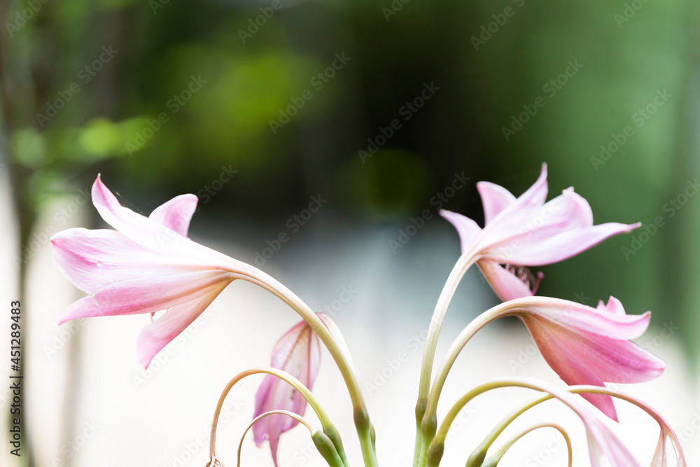 Photo by Lea Tyrrell | Available via Adobe Stock Images