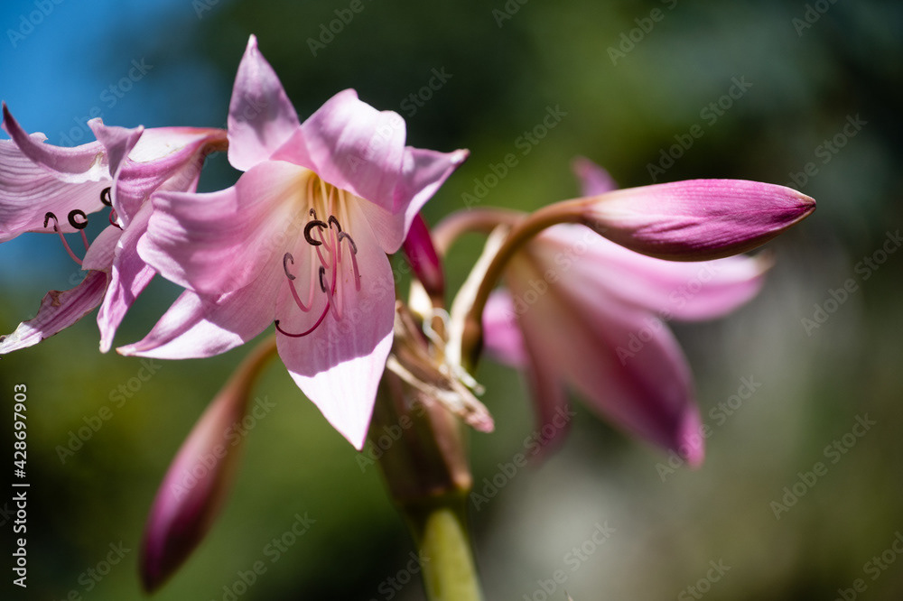 Photo by Lea Tyrrell | Available via Adobe Stock Images