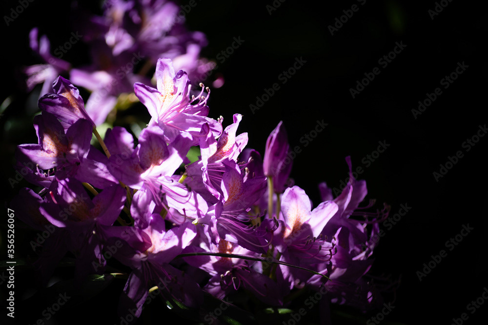 Photo by Lea Tyrrell | Available via Adobe Stock Images