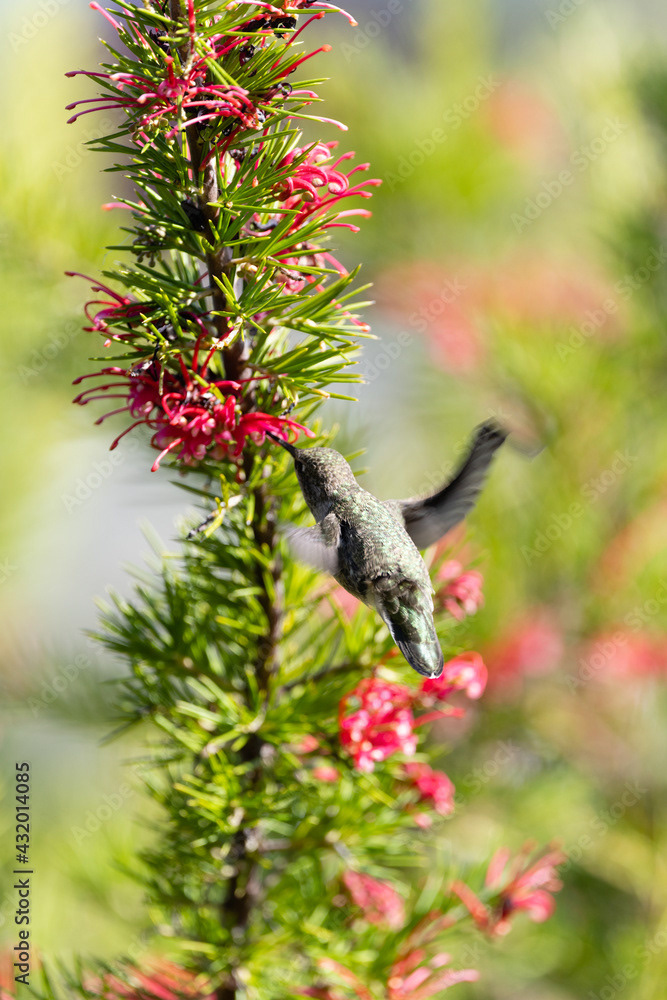 Photo by Lea Tyrrell | Available via Adobe Stock Images
