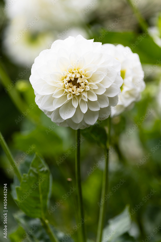 Photo by Lea Tyrrell | Available via Adobe Stock Images
