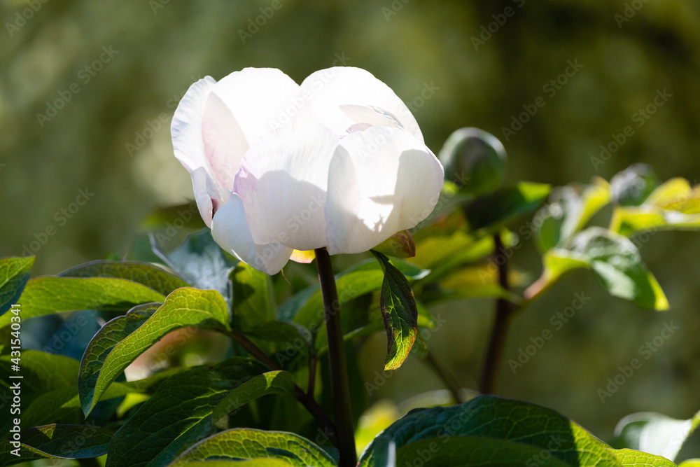 Photo by Lea Tyrrell | Available via Adobe Stock Images