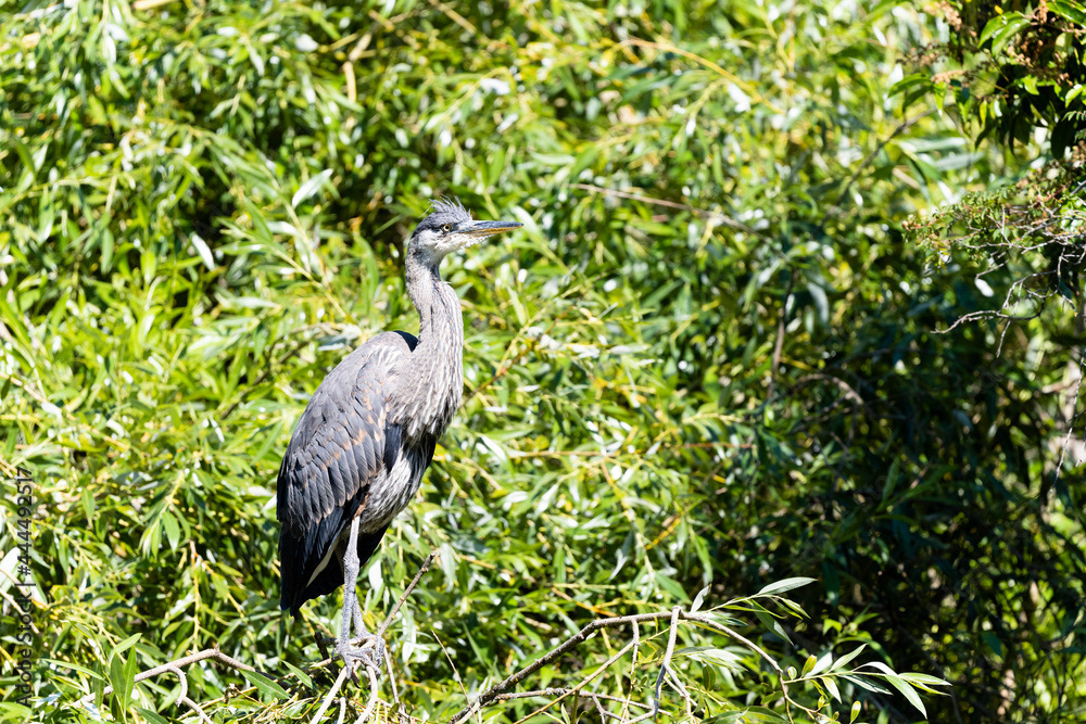 Photo by Lea Tyrrell | Available via Adobe Stock Images