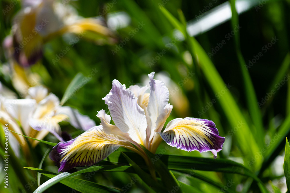 Photo by Lea Tyrrell | Available via Adobe Stock Images