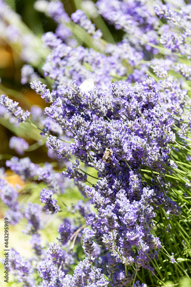Photo by Lea Tyrrell | Available via Adobe Stock Images