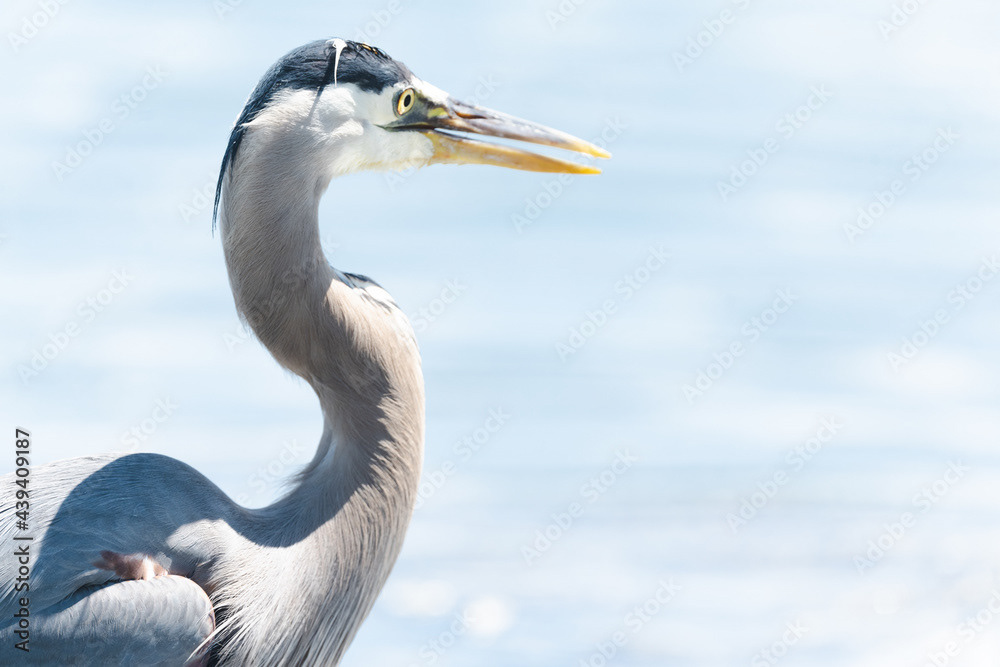 Photo by Lea Tyrrell | Available via Adobe Stock Images