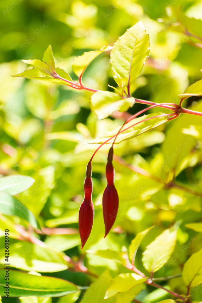 Photo by Lea Tyrrell | Available via Adobe Stock Images