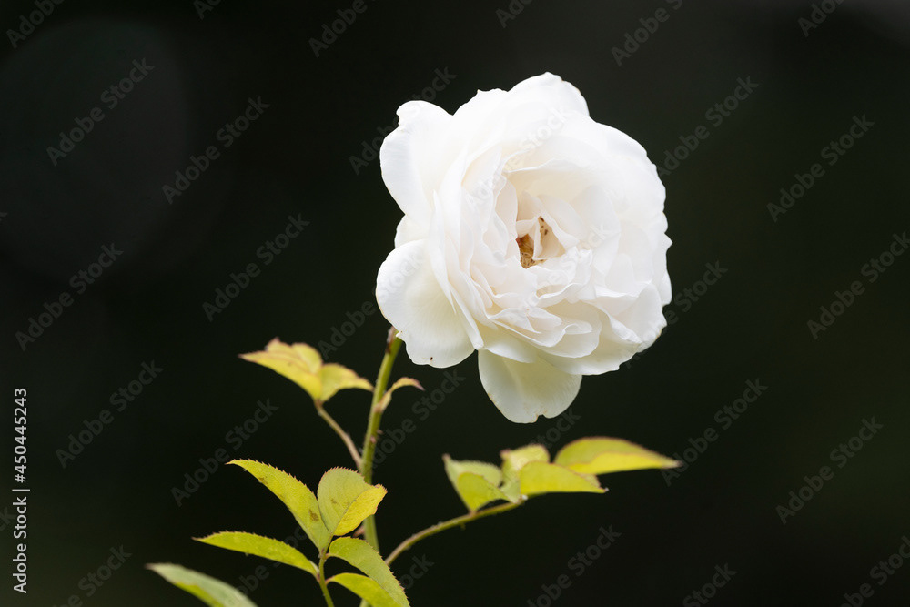 Photo by Lea Tyrrell | Available via Adobe Stock Images