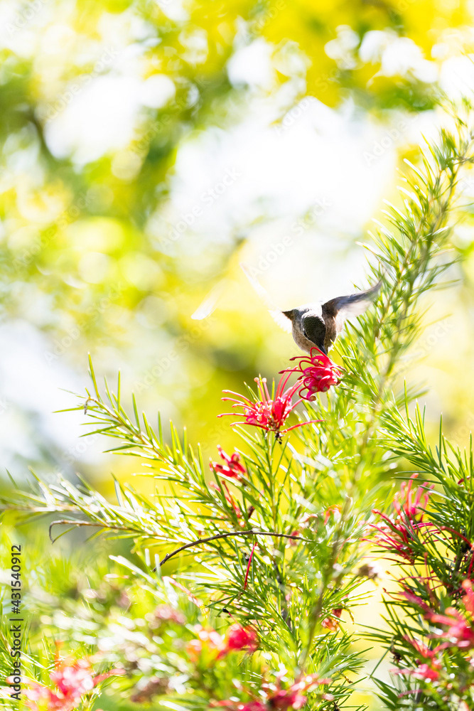Photo by Lea Tyrrell | Available via Adobe Stock Images