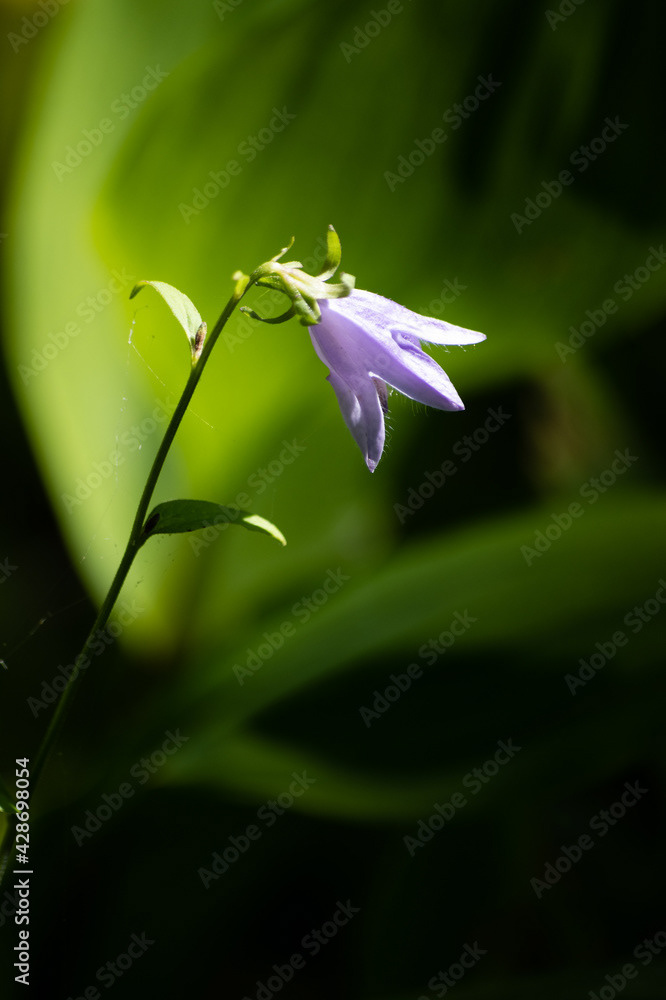 Photo by Lea Tyrrell | Available via Adobe Stock Images