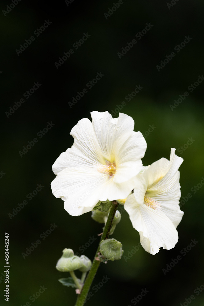 Photo by Lea Tyrrell | Available via Adobe Stock Images
