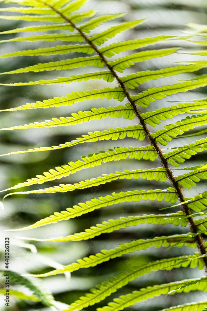 Photo by Lea Tyrrell | Available via Adobe Stock Images