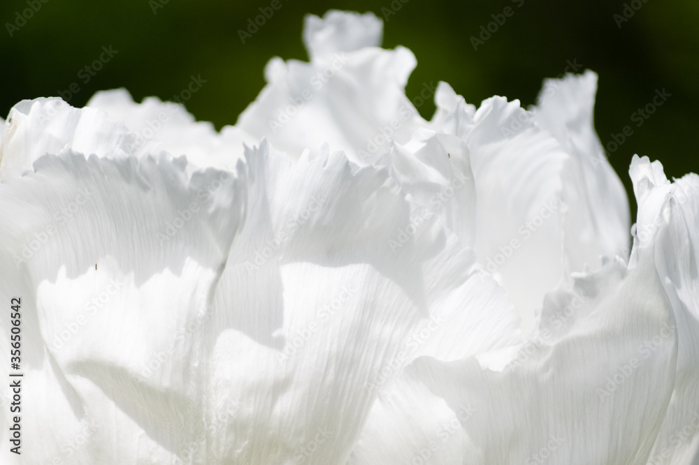 Photo by Lea Tyrrell | Available via Adobe Stock Images