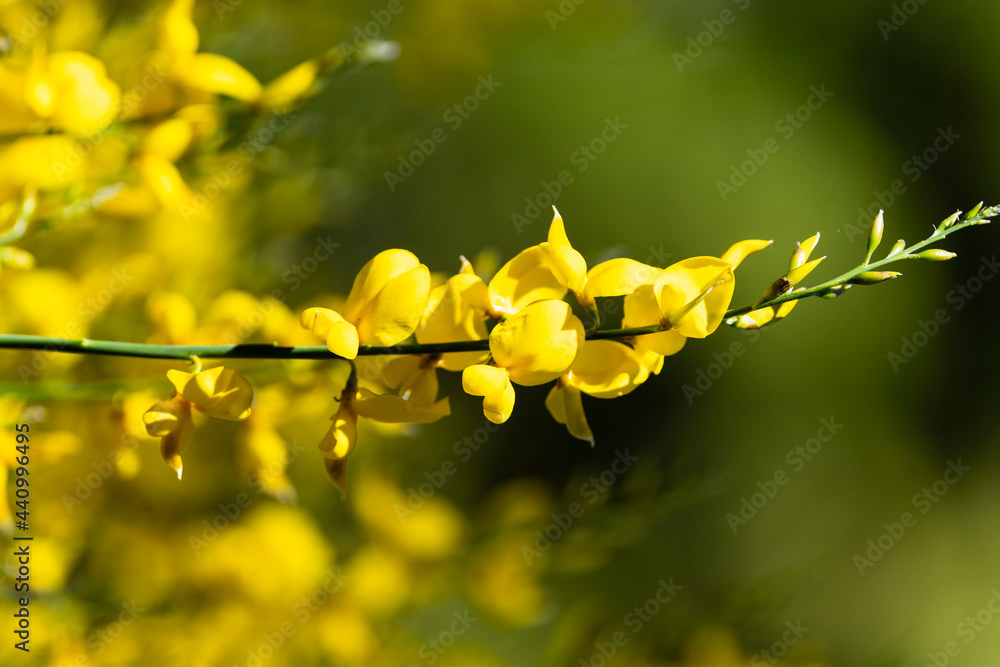 Photo by Lea Tyrrell | Available via Adobe Stock Images