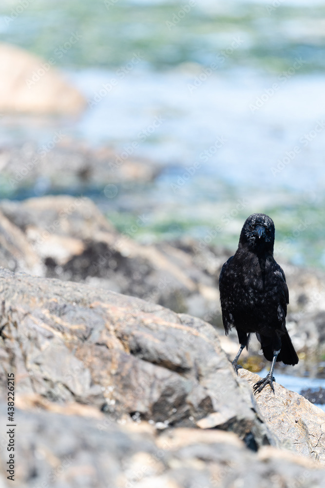 Photo by Lea Tyrrell | Available via Adobe Stock Images