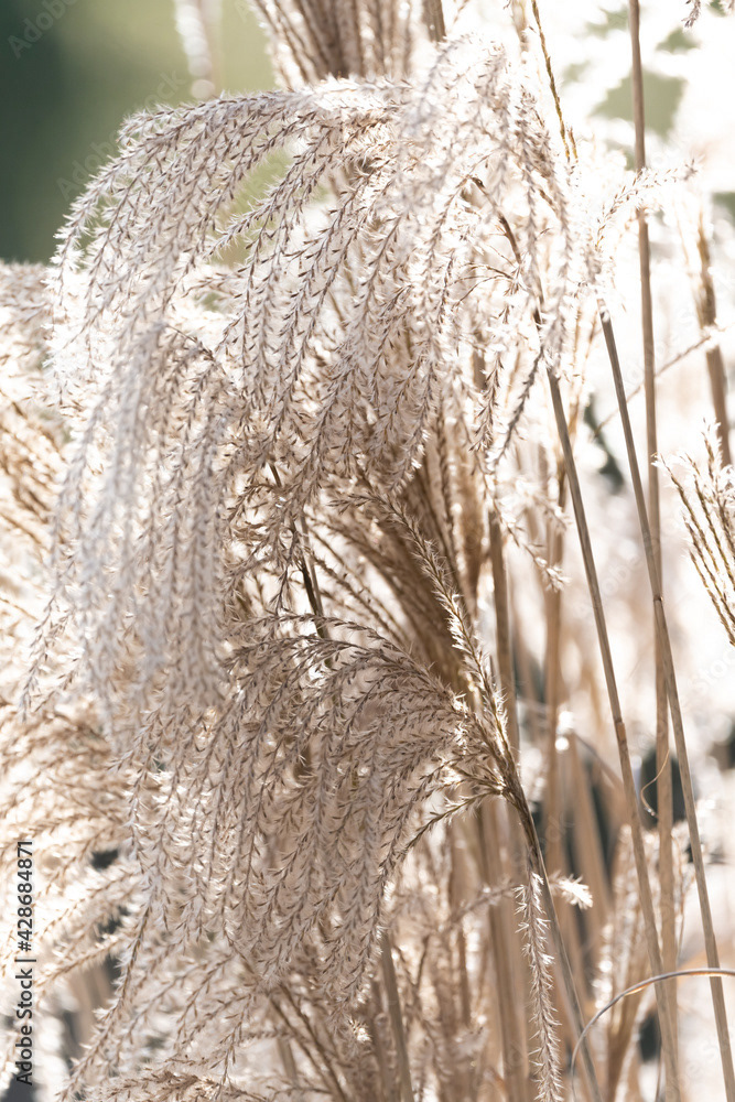 Photo by Lea Tyrrell | Available via Adobe Stock Images