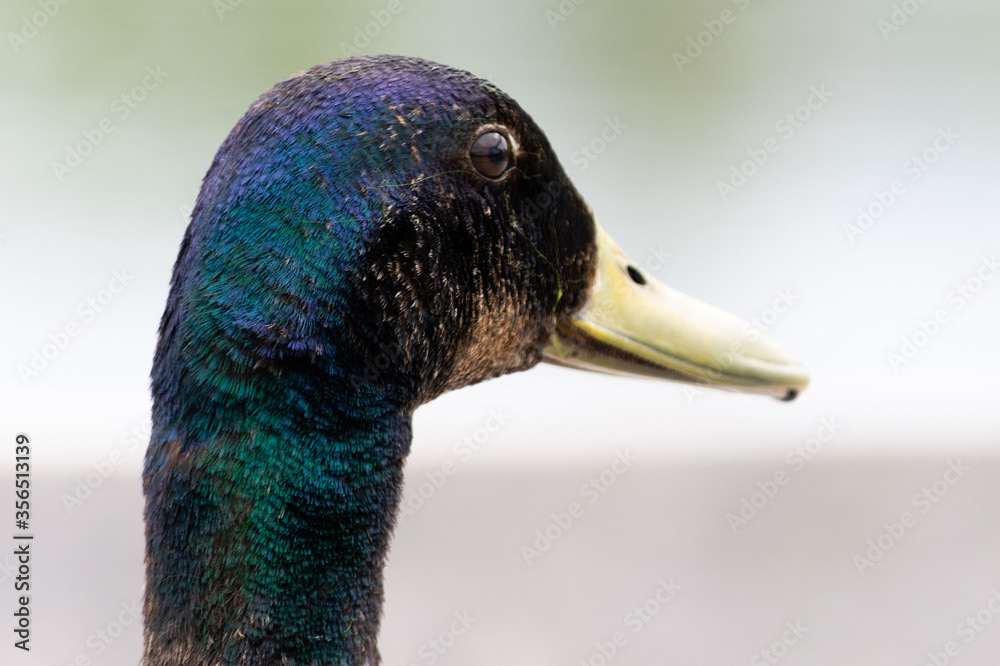 Photo by Lea Tyrrell | Available via Adobe Stock Images