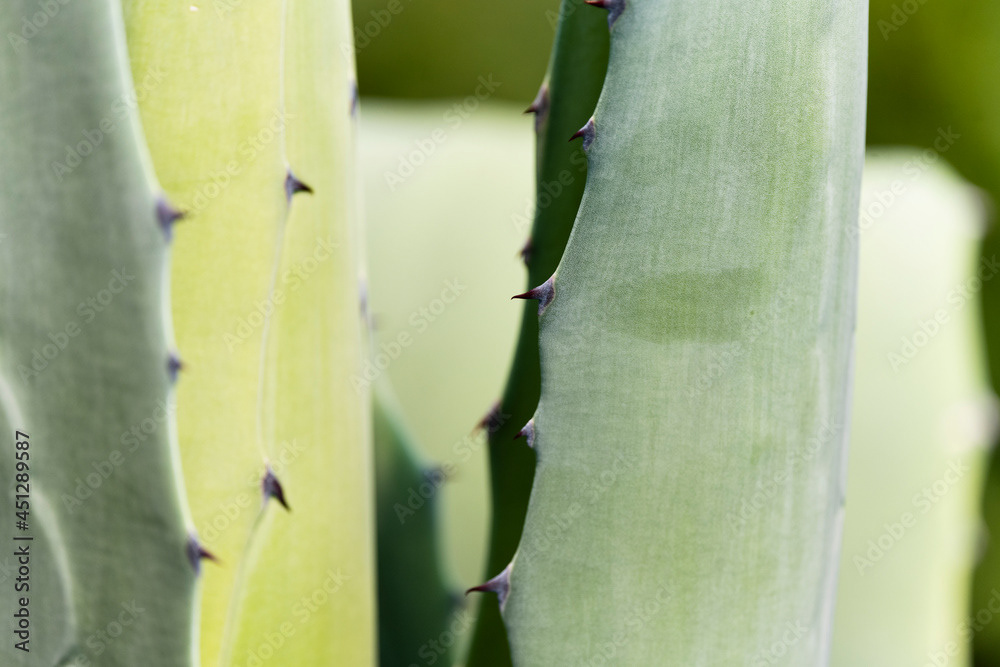 Photo by Lea Tyrrell | Available via Adobe Stock Images