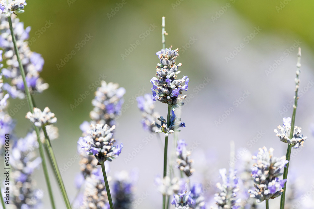 Photo by Lea Tyrrell | Available via Adobe Stock Images