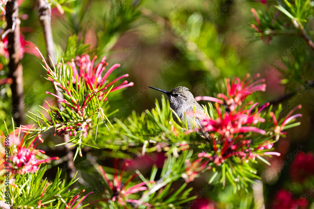 Photo by Lea Tyrrell | Available via Adobe Stock Images