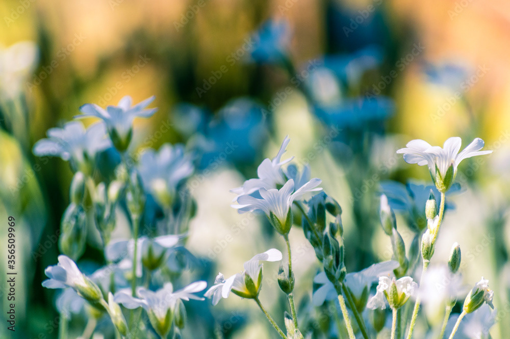Photo by Lea Tyrrell | Available via Adobe Stock Images