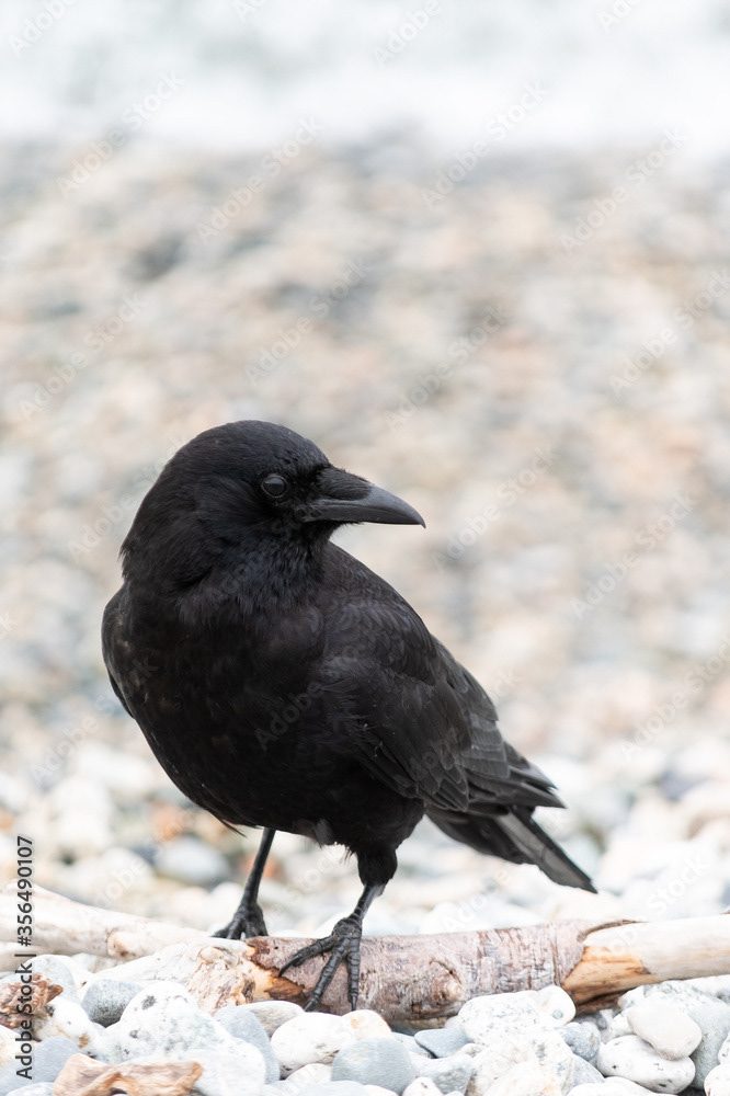 Photo by Lea Tyrrell | Available via Adobe Stock Images