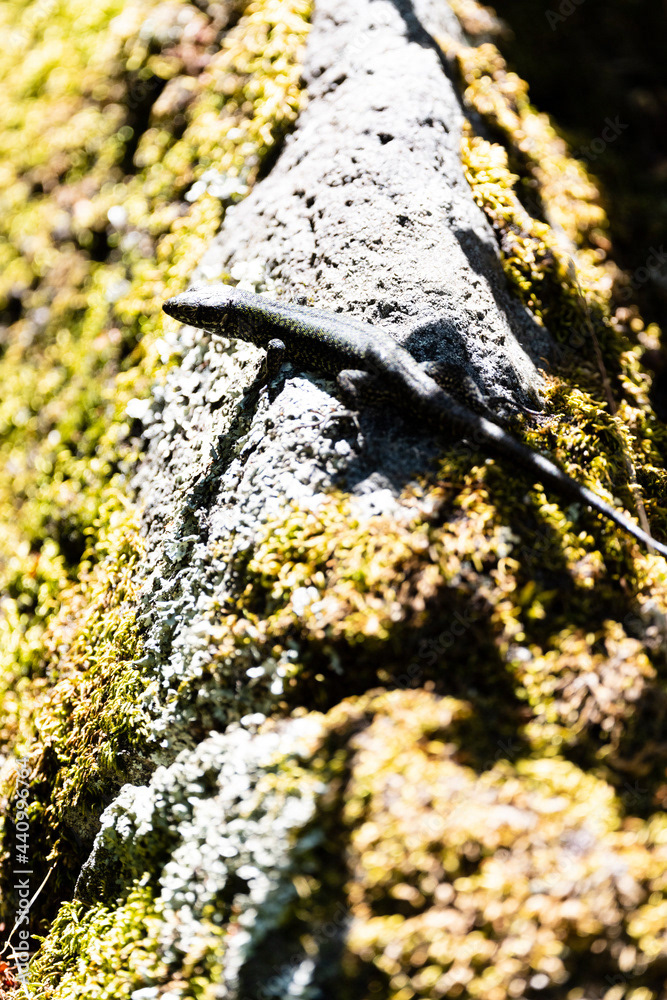 Photo by Lea Tyrrell | Available via Adobe Stock Images