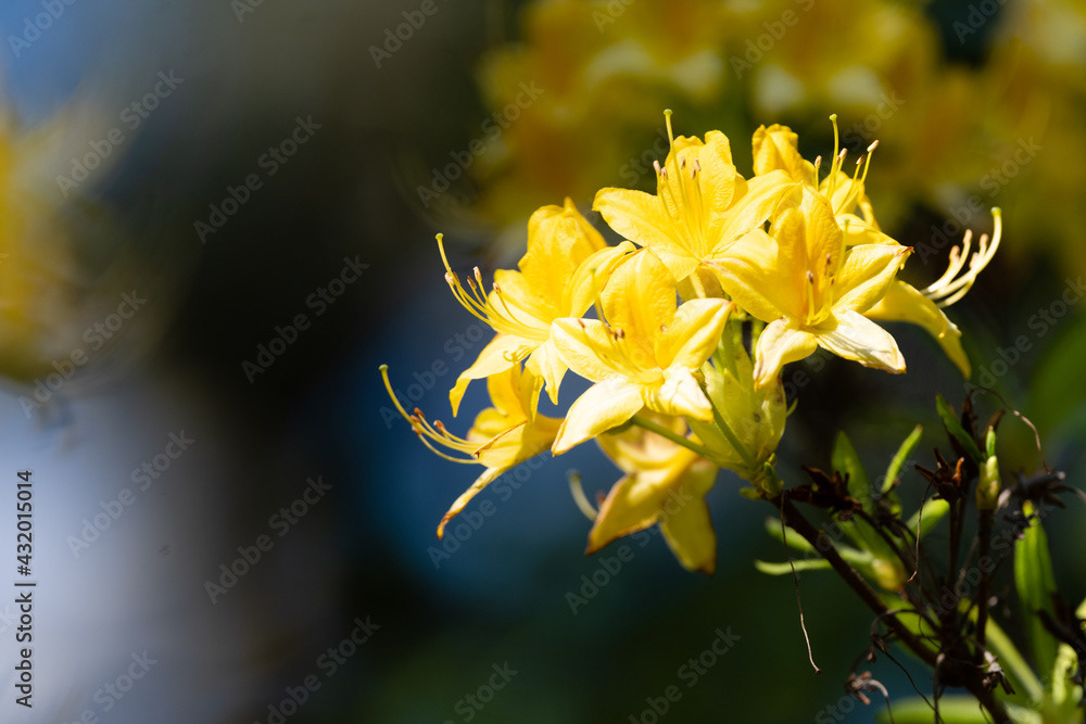 Photo by Lea Tyrrell | Available via Adobe Stock Images