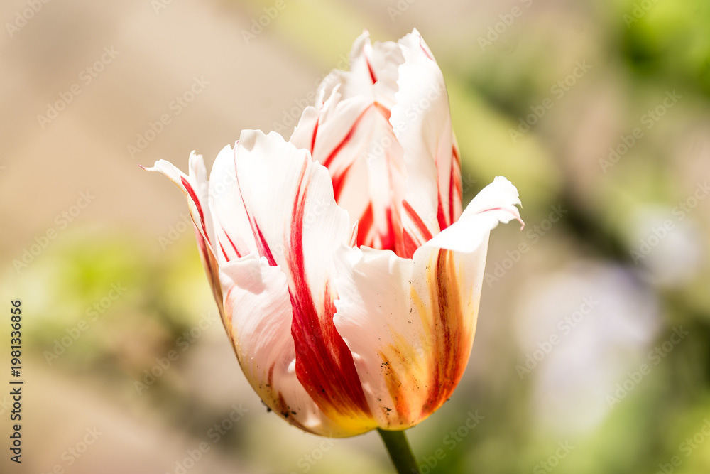 Photo by Lea Tyrrell | Available via Adobe Stock Images