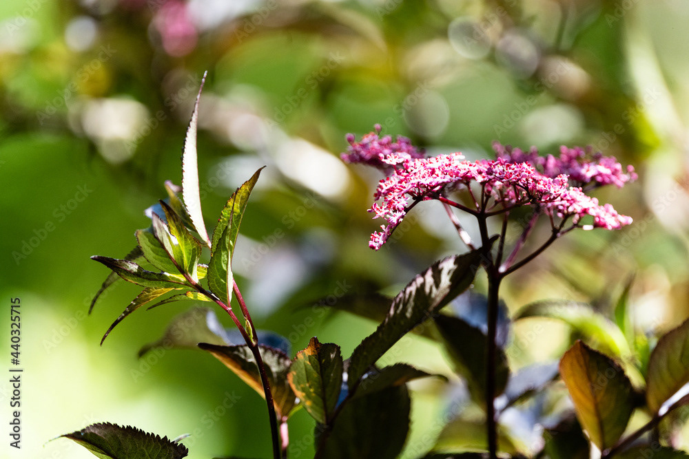Photo by Lea Tyrrell | Available via Adobe Stock Images