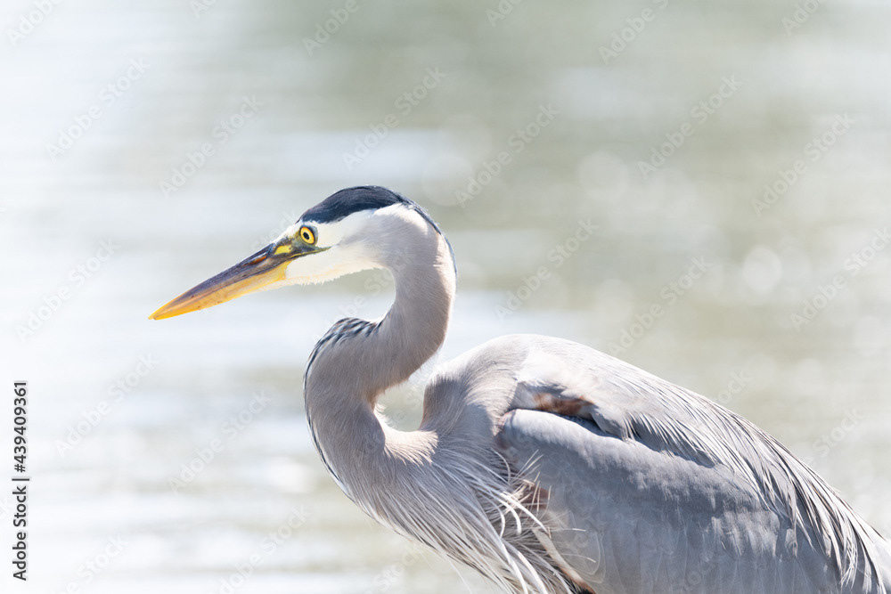 Photo by Lea Tyrrell | Available via Adobe Stock Images