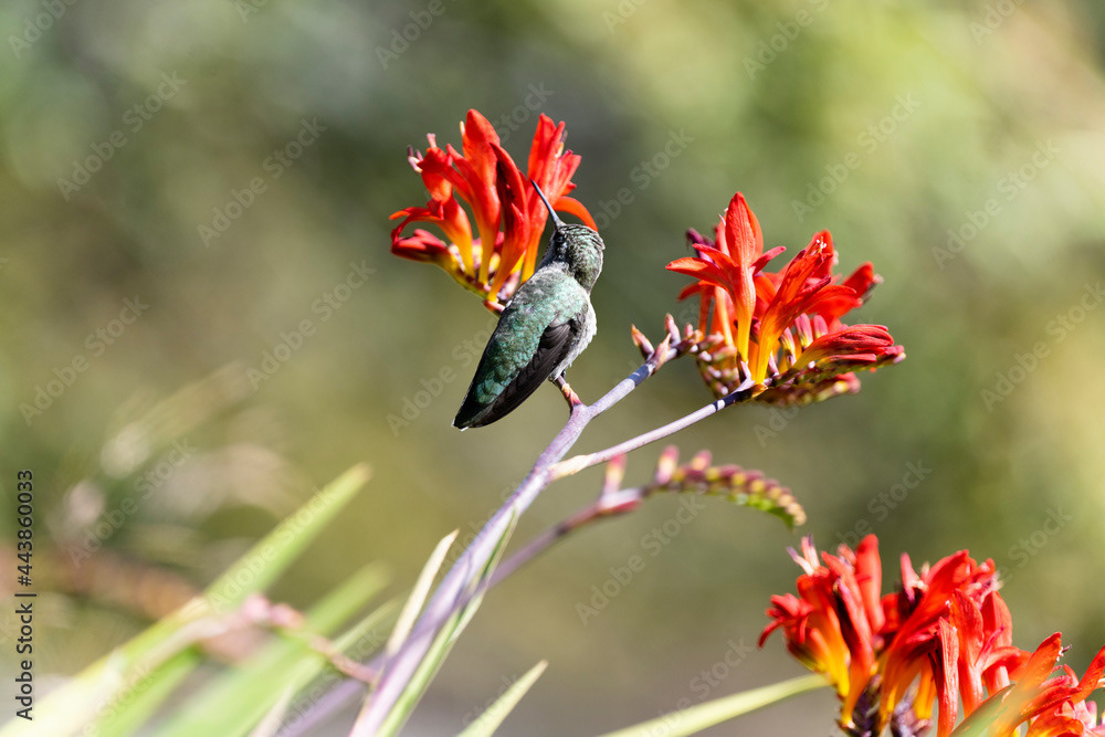 Photo by Lea Tyrrell | Available via Adobe Stock Images