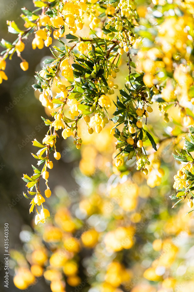 Photo by Lea Tyrrell | Available via Adobe Stock Images