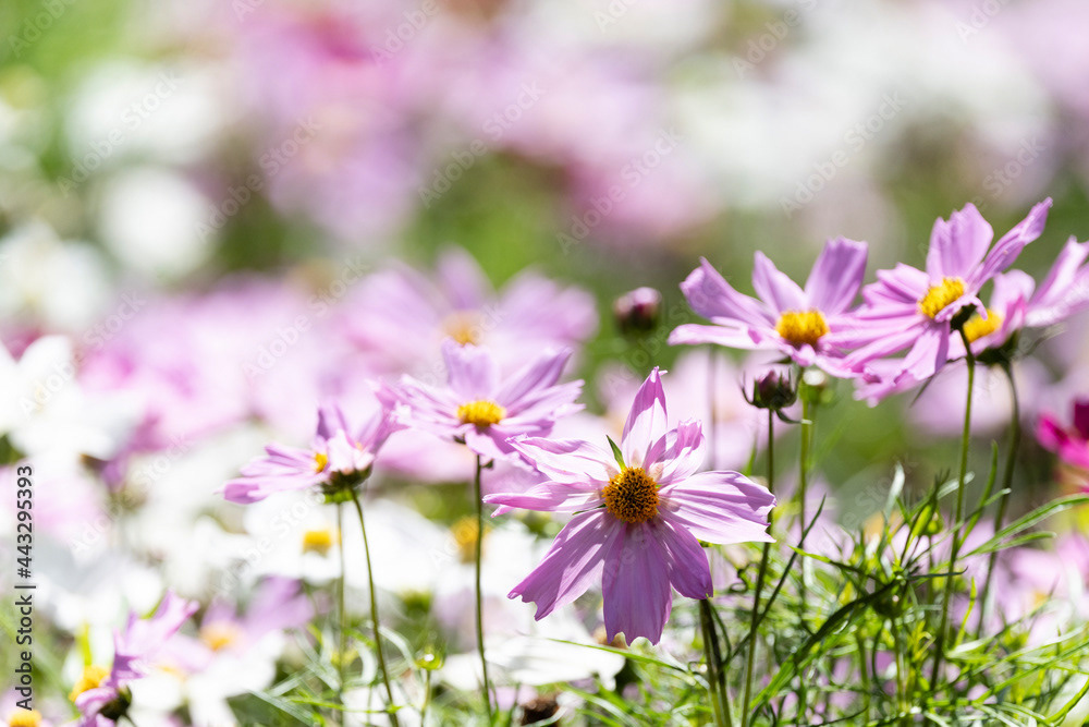 Photo by Lea Tyrrell | Available via Adobe Stock Images
