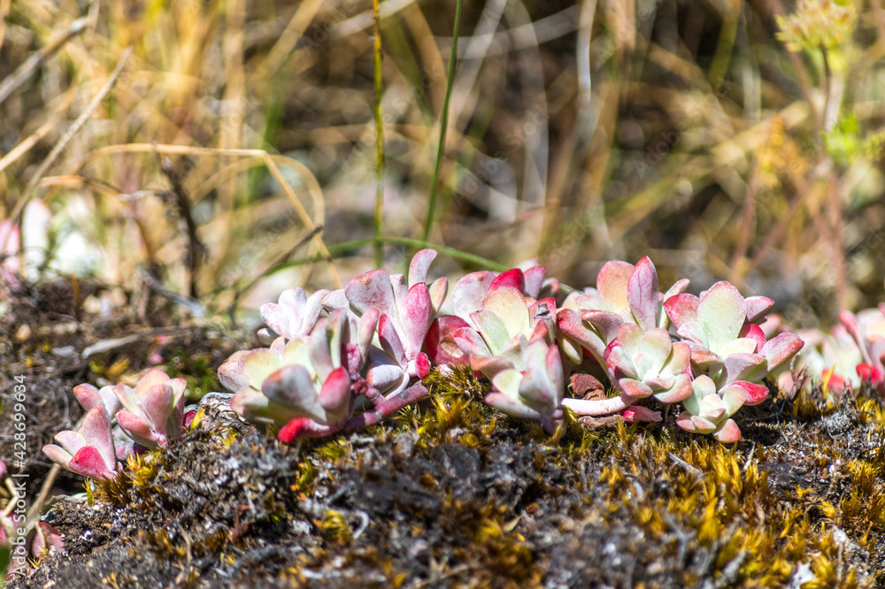 Photo by Lea Tyrrell | Available via Adobe Stock Images