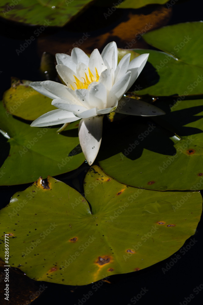 Photo by Lea Tyrrell | Available via Adobe Stock Images