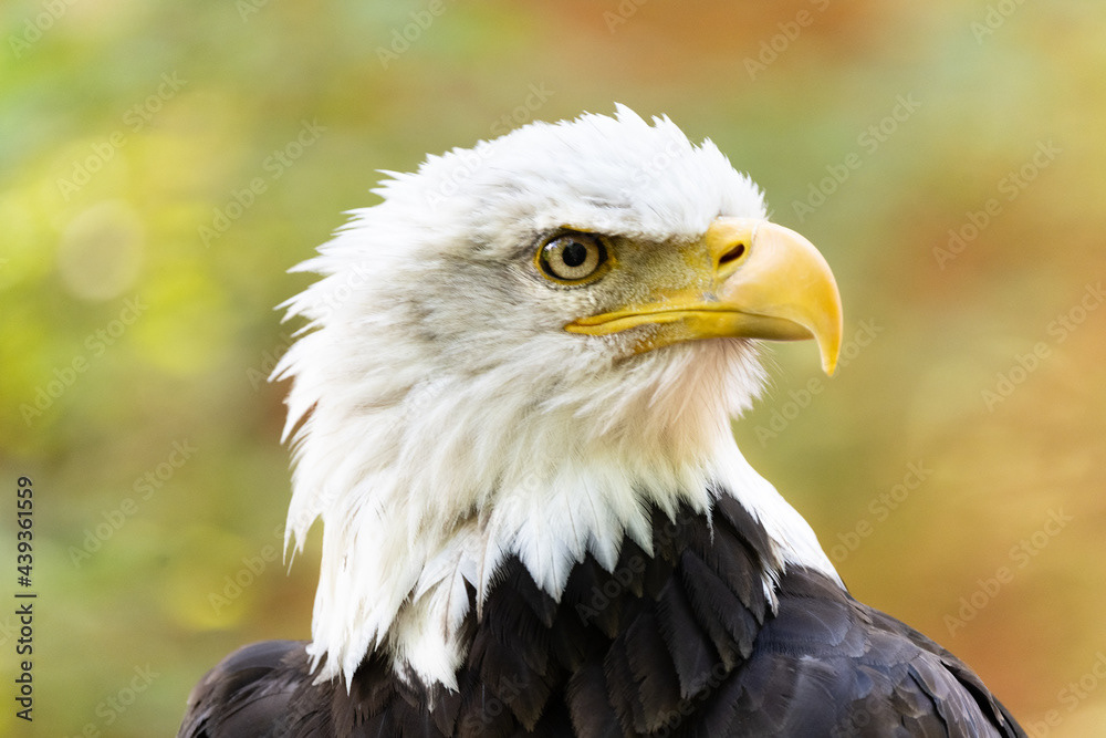 Photo by Lea Tyrrell | Available via Adobe Stock Images