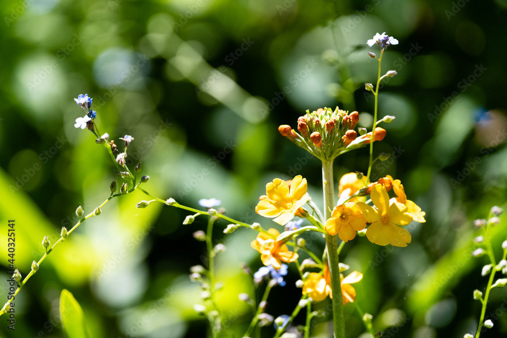 Photo by Lea Tyrrell | Available via Adobe Stock Images