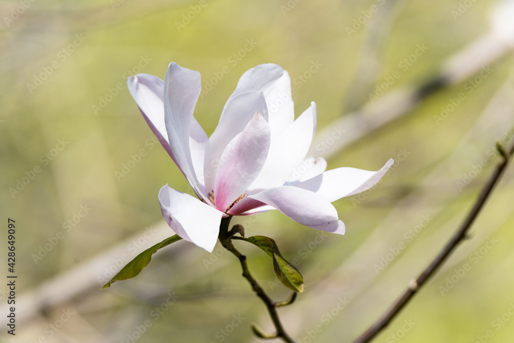 Photo by Lea Tyrrell | Available via Adobe Stock Images