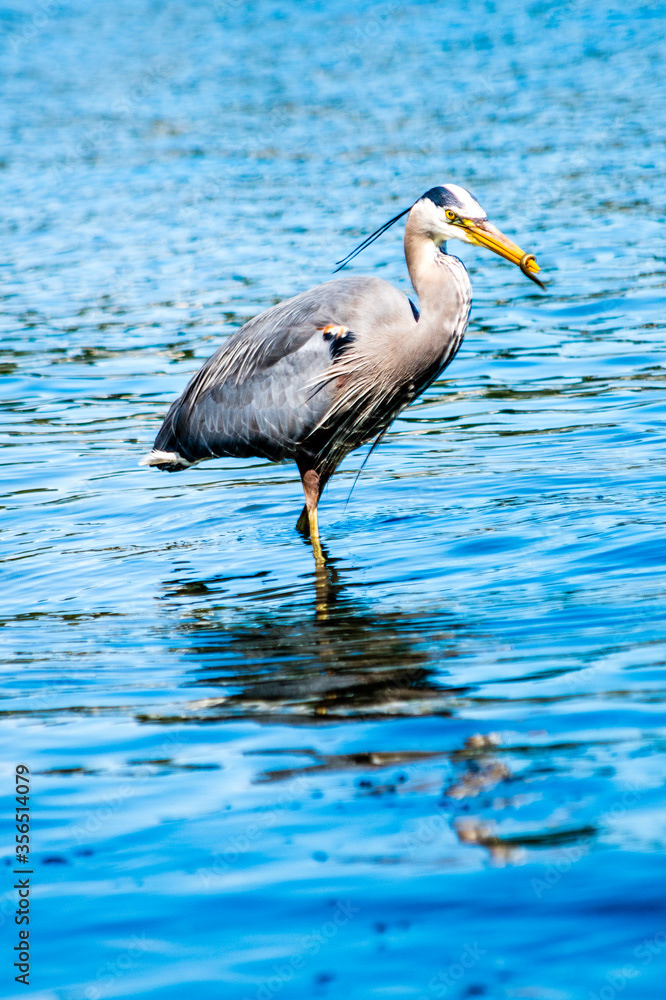 Photo by Lea Tyrrell | Available via Adobe Stock Images