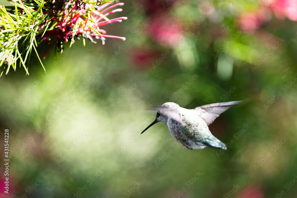 Photo by Lea Tyrrell | Available via Adobe Stock Images