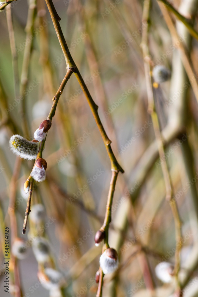 Photo by Lea Tyrrell | Available via Adobe Stock Images