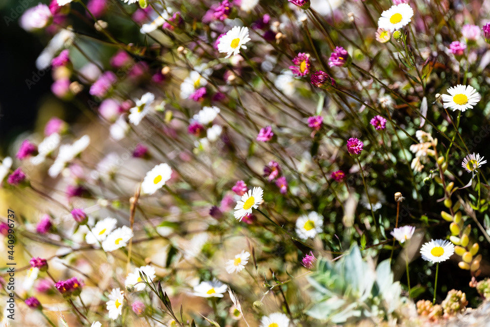Photo by Lea Tyrrell | Available via Adobe Stock Images