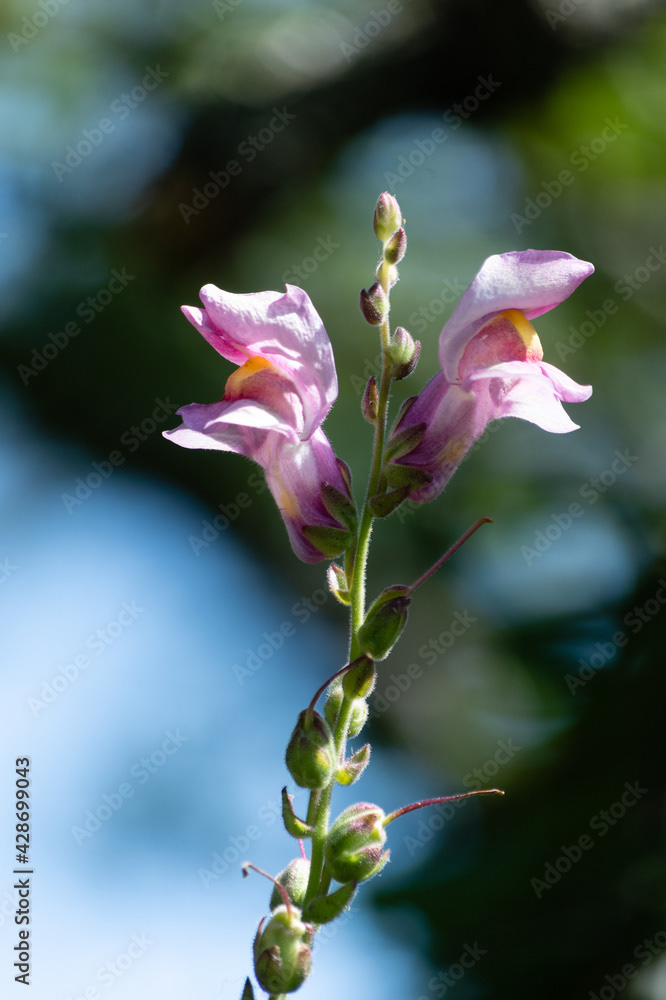 Photo by Lea Tyrrell | Available via Adobe Stock Images