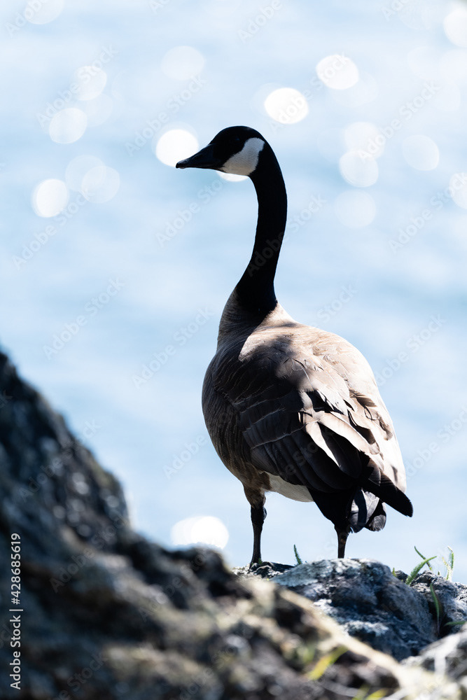 Photo by Lea Tyrrell | Available via Adobe Stock Images