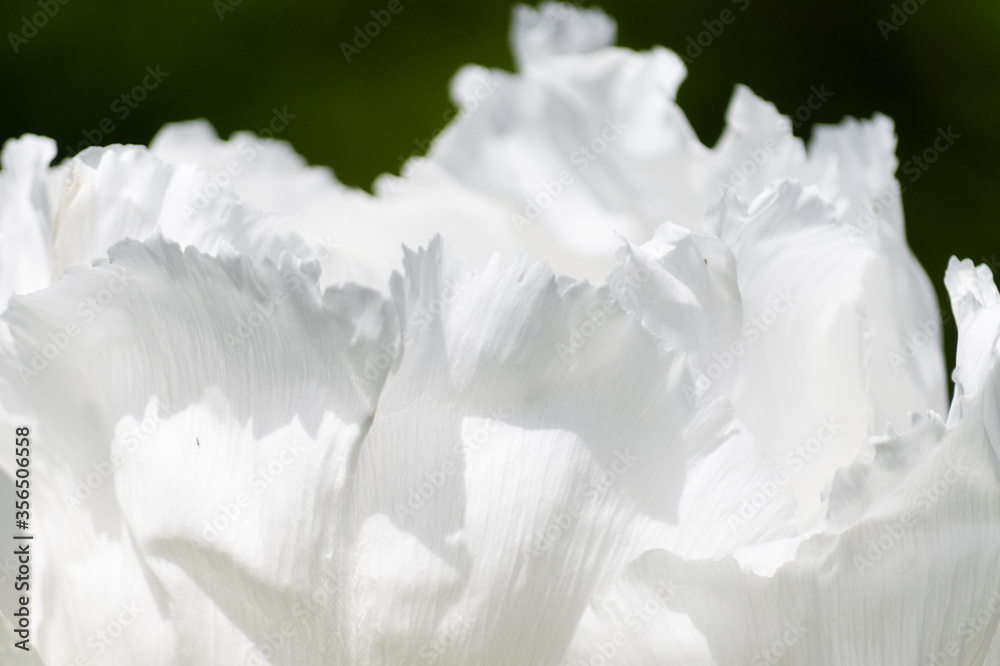 Photo by Lea Tyrrell | Available via Adobe Stock Images