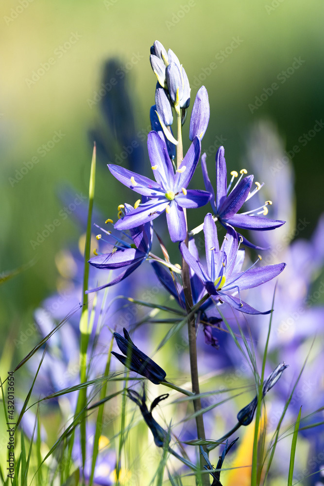 Photo by Lea Tyrrell | Available via Adobe Stock Images