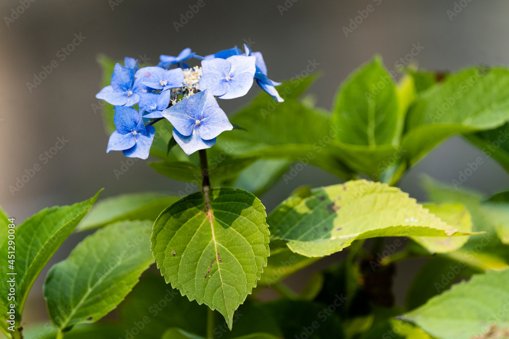 Photo by Lea Tyrrell | Available via Adobe Stock Images