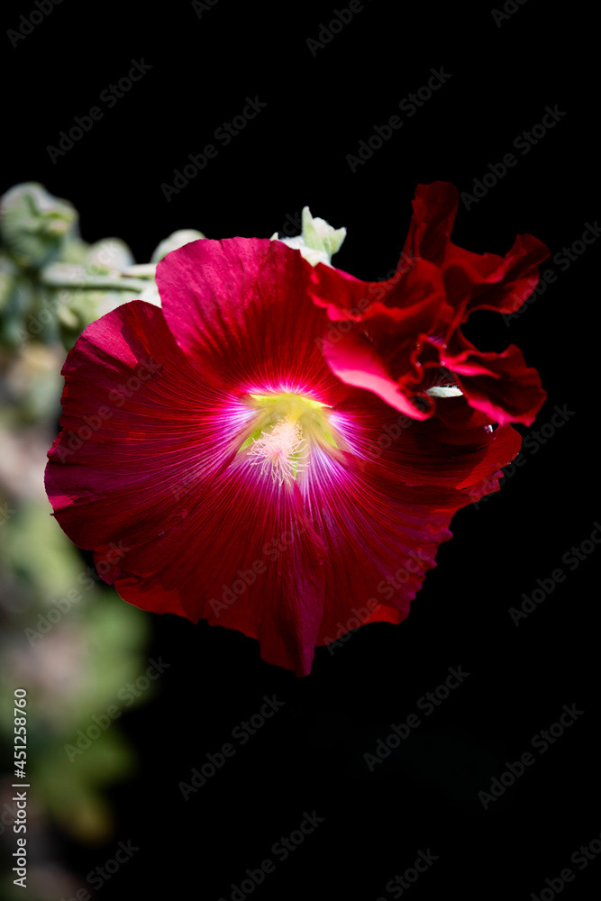 Photo by Lea Tyrrell | Available via Adobe Stock Images