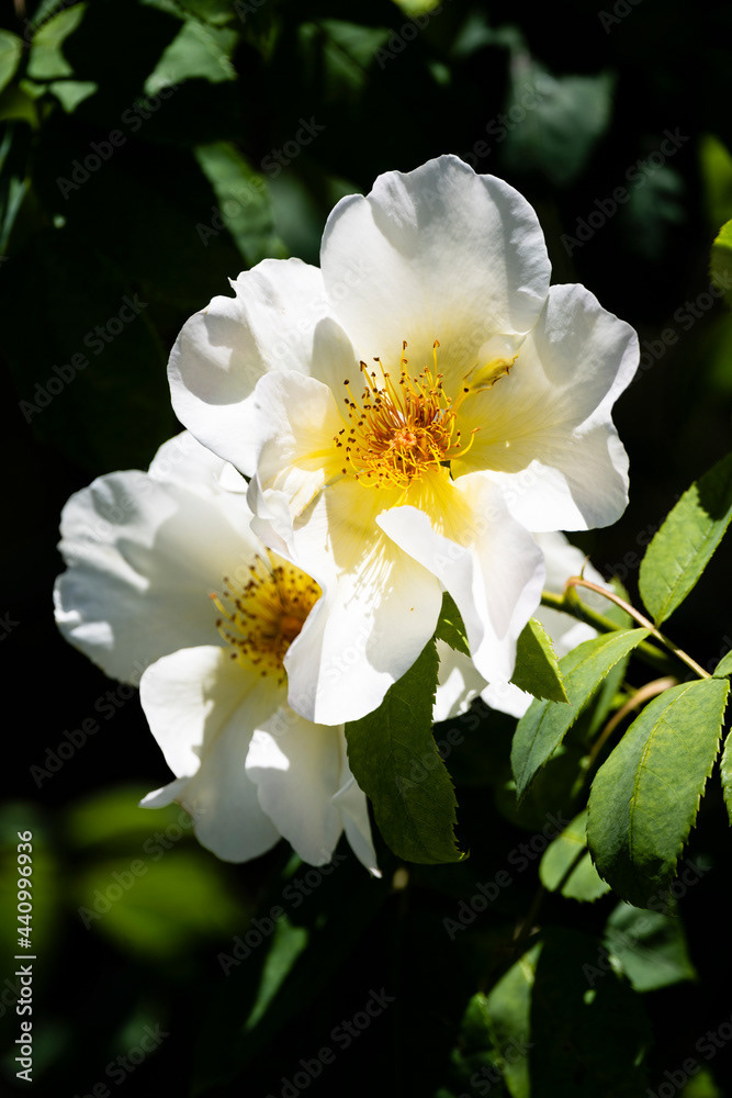 Photo by Lea Tyrrell | Available via Adobe Stock Images